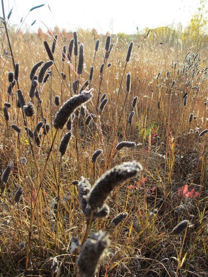 Autumn’s Spent Flowers Enrich the Off-Season