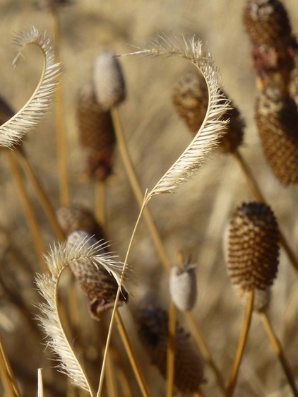 Autumn’s Spent Flowers Enrich the Off-Season