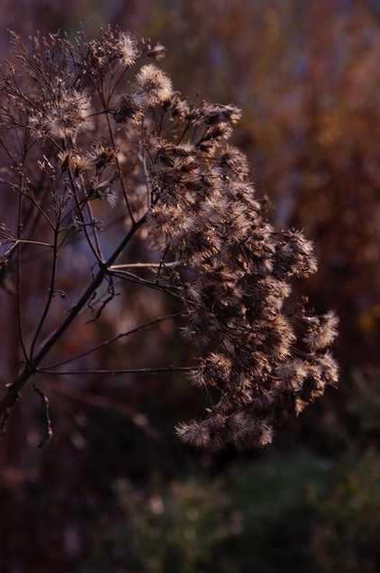 Autumn’s Spent Flowers Enrich the Off-Season