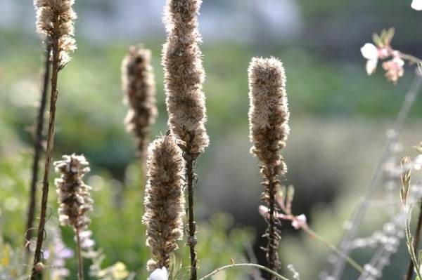 Landscape by Laara Copley-Smith Garden & Landscape Design