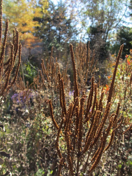 by Benjamin Vogt / Monarch Gardens