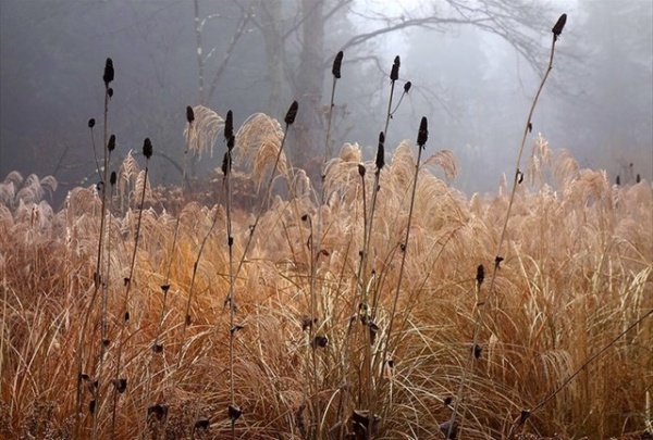 Autumn naturalistic garden