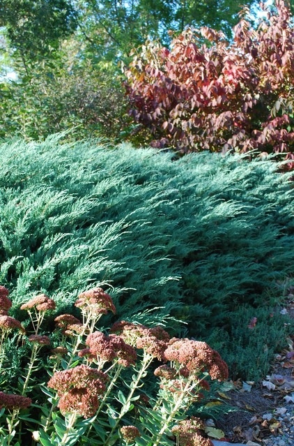 These Aren’t Your Grandparents’ Junipers