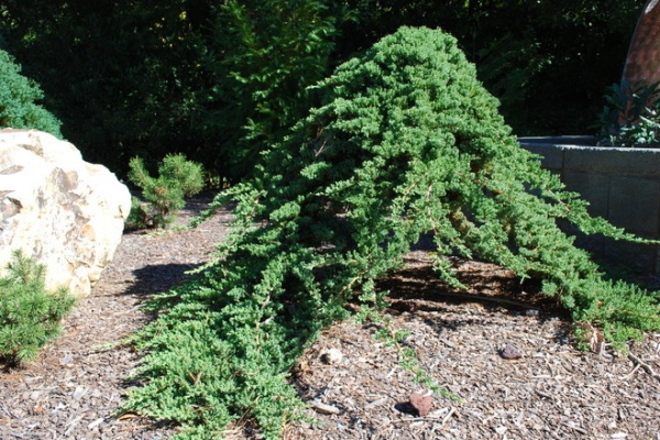 These Aren’t Your Grandparents’ Junipers