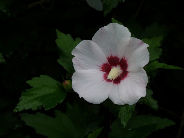 Landscape Swamp Rose Mallow (Hibiscus moscheutos)