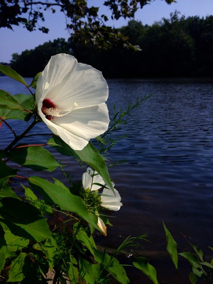 Landscape Hibiscus moscheutos (Crimsoneyed Rosemallow)