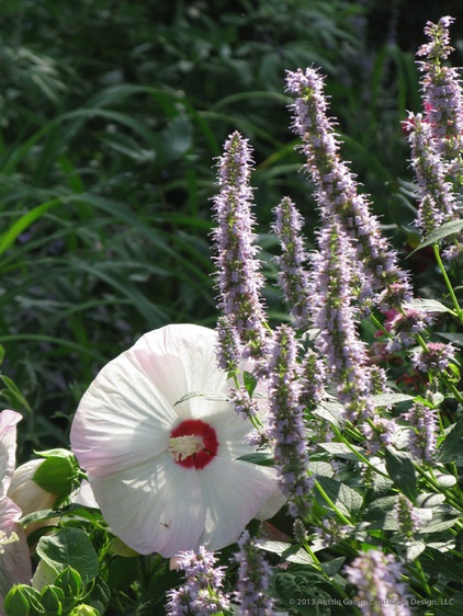 Great Design Plant: Hibiscus Moscheutos