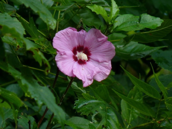 Swamp Rose Mallow