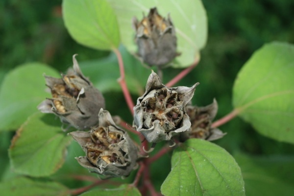 Landscape Hibiscus moscheutos (Crimsoneyed Rosemallow)