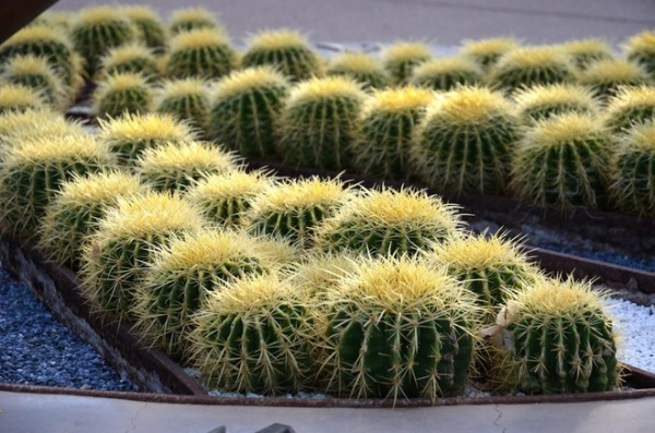 Great Design Plant: Echinocactus Grusonii