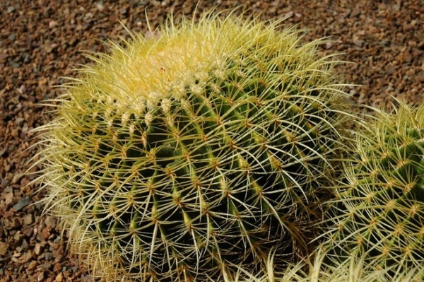 Great Design Plant: Echinocactus Grusonii