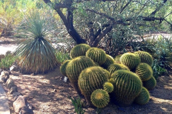 Great Design Plant: Echinocactus Grusonii