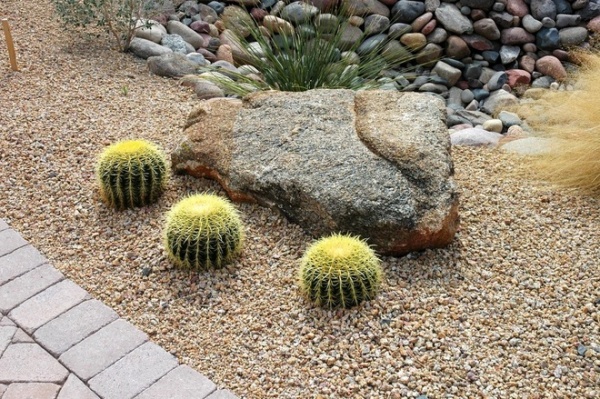 Great Design Plant: Echinocactus Grusonii