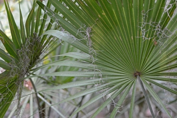 Great Design Plant: Serenoa Repens