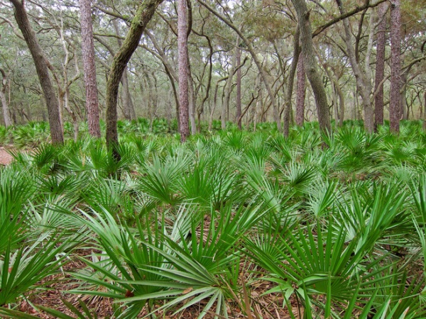 Landscape Saw Palmetto (Serenoa repens)