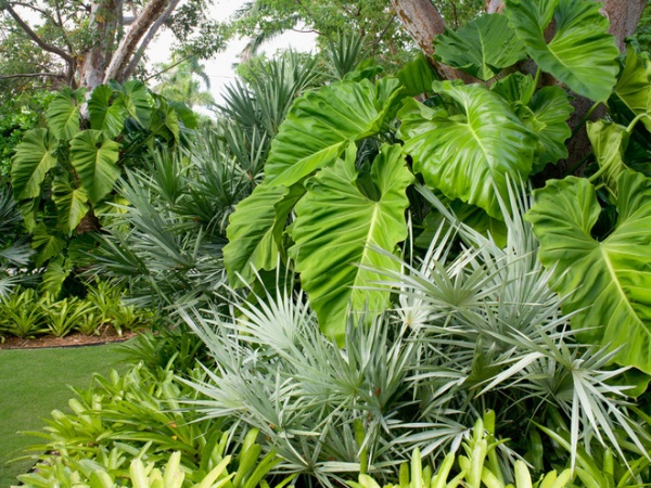 Great Design Plant: Serenoa Repens