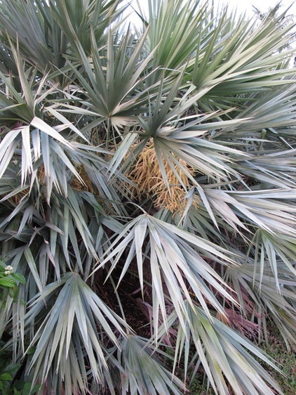 Landscape Saw Palmetto (Serenoa repens)