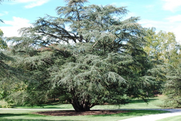 Great Design Plant: Cedrus Atlantica ‘Glauca’