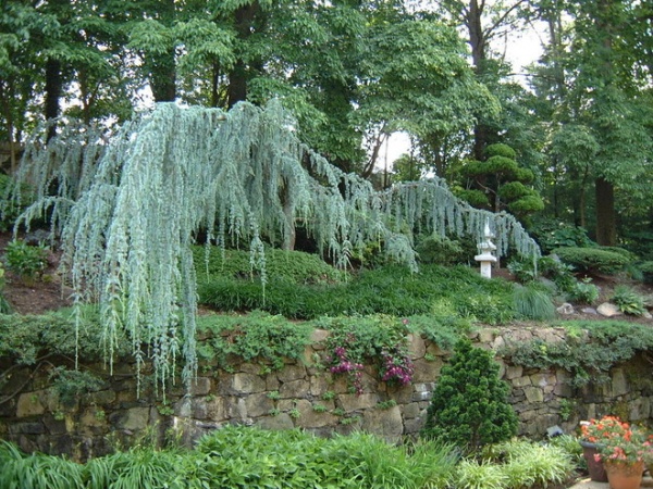 Great Design Plant: Cedrus Atlantica ‘Glauca’