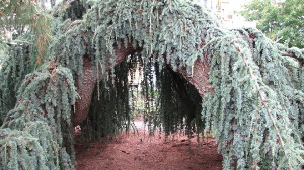 Great Design Plant: Cedrus Atlantica ‘Glauca’