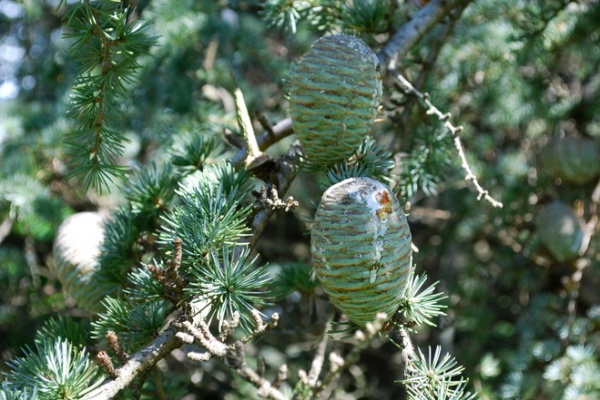 Great Design Plant: Cedrus Atlantica ‘Glauca’