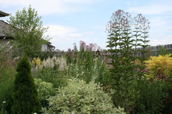 Great Design Plant: Eupatorium Maculatum