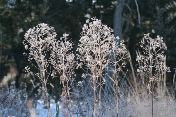 Great Design Plant: Eupatorium Maculatum