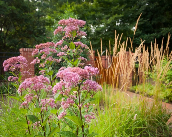 Great Design Plant: Eupatorium Maculatum