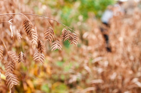 Landscape Chasmanthium latifolium