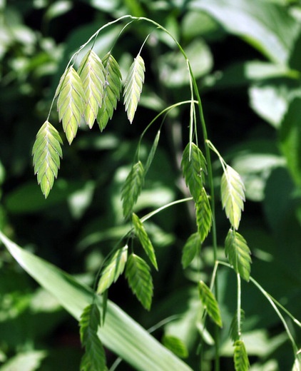 Landscape Northern Sea Oats (Chasmanthium latifolium)