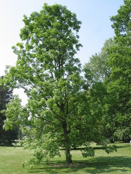 Celebrate Eastern Oaks for Wildlife, Longevity, and Seasonal Interest