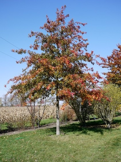 Landscape Shumard Oak Tree