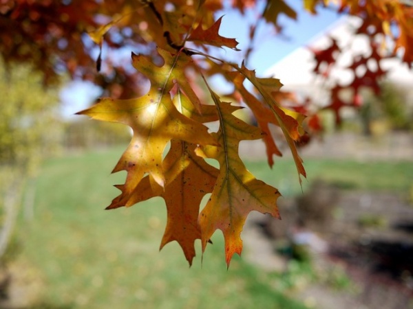 Celebrate Eastern Oaks for Wildlife, Longevity, and Seasonal Interest