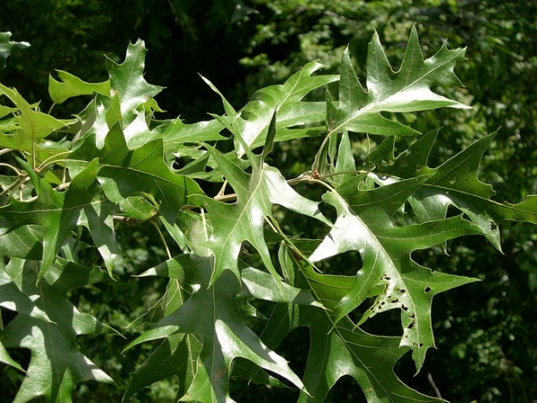 Landscape Black Oak Leaves