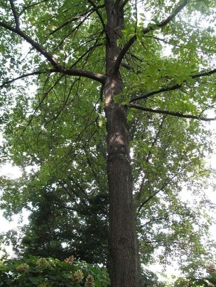 Landscape by Missouri Botanical Garden