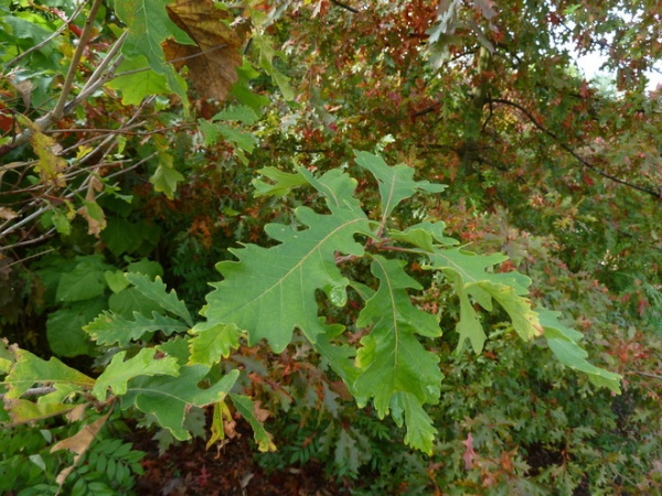 Landscape Swamp White Oak