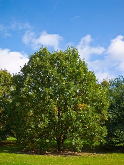 Landscape Swamp White Oak