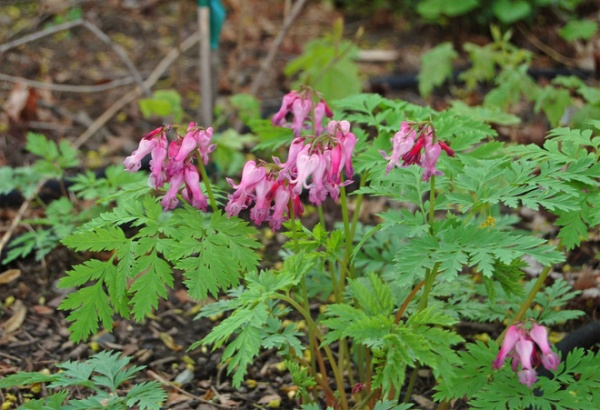 Great Design Plant: Dicentra Eximia Brightens Shady Gardens