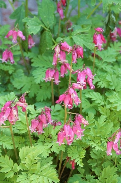 Great Design Plant: Dicentra Eximia Brightens Shady Gardens