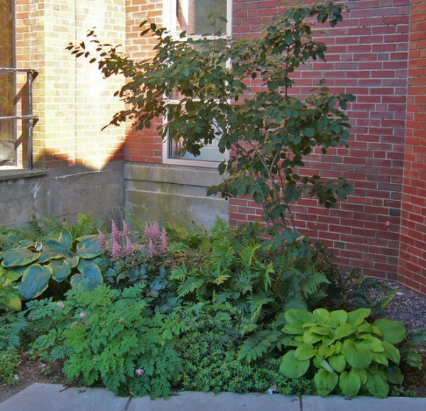 Asian Landscape Dicentra eximia