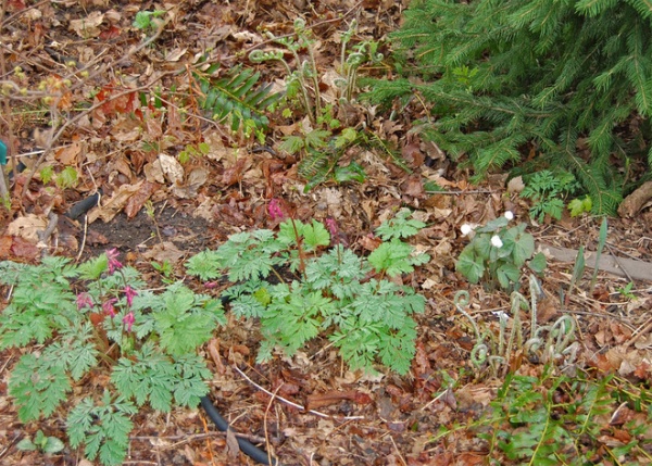 Rustic Landscape Dicentra eximia