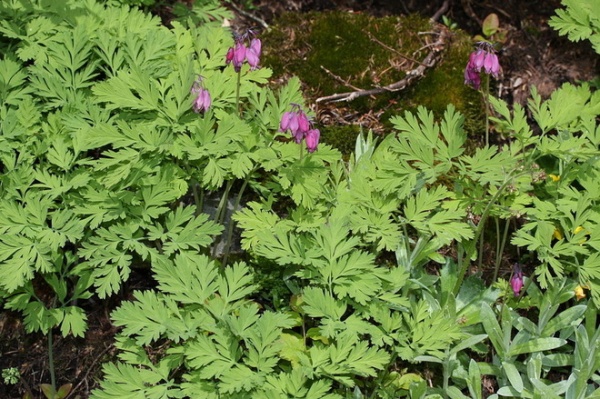 Great Design Plant: Dicentra Eximia Brightens Shady Gardens