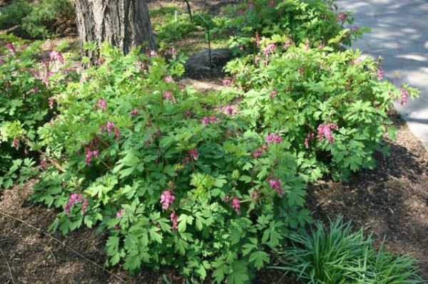 Landscape Dicentra