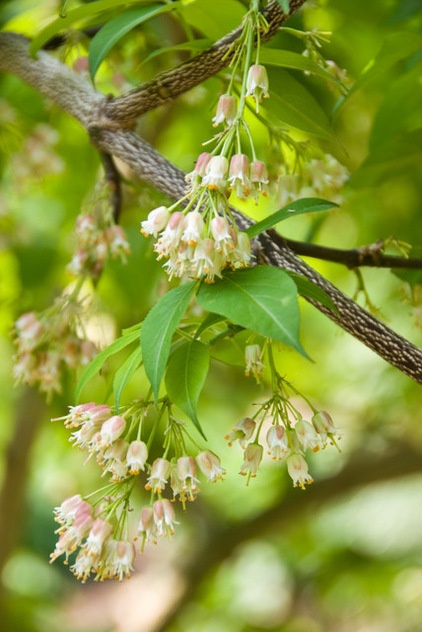 Great Design Plant: Staphylea Trifolia Shines in the Shade