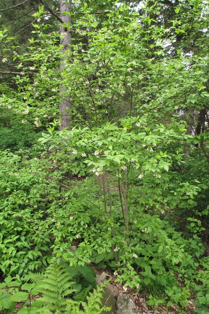 Great Design Plant: Staphylea Trifolia Shines in the Shade