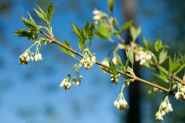 Great Design Plant: Staphylea Trifolia Shines in the Shade