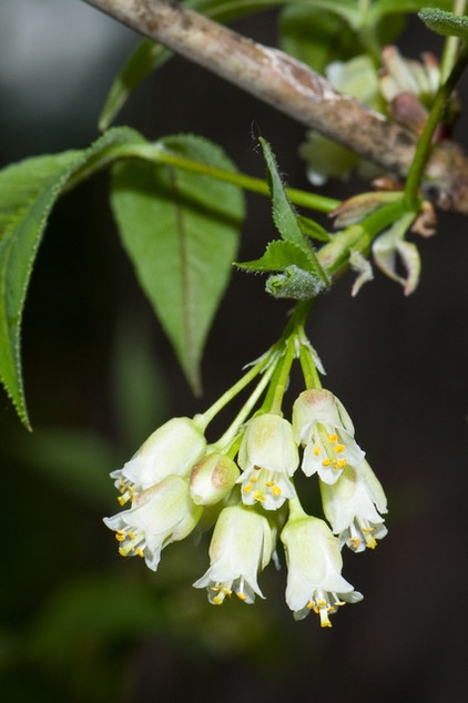 Great Design Plant: Staphylea Trifolia Shines in the Shade