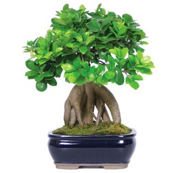 Asian Plants by Brussel's Bonsai