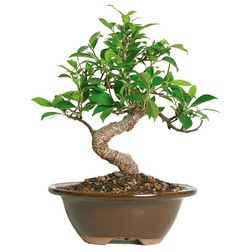 Asian Plants by Brussel's Bonsai