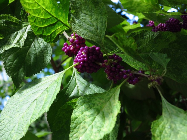 Landscape Callicarpa americana (American Beautyberry)